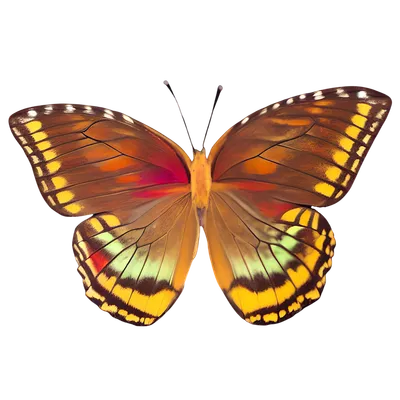 Berkshire Balance butterfly